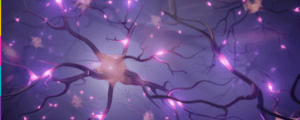 Cómo Aprendemos y Nos Motivamos Neurociencia para una Educación Eficaz